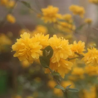 Welleco (Ruud Pleune) samen met Werkplaats Stap (Lieke Deelstra)