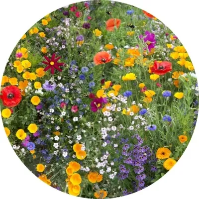 Ingrids bloementuin- tuinderij De Veldhof
