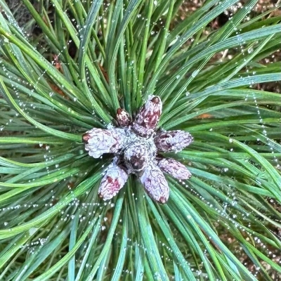 Katy Seegers, Praktijk voor regressie -en reïncarnatietherapie