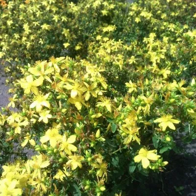 Betula Kruiden